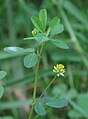 * Nomination: Lesser hop trefoil (Trifolium dubium) --Robert Flogaus-Faust 17:36, 29 March 2024 (UTC) * * Review needed