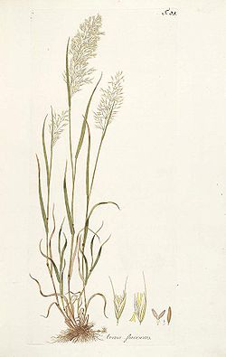 Trisetum flavescens