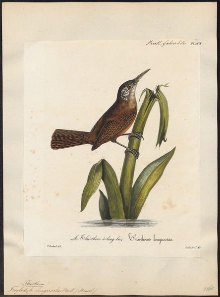 File:Troglodytes longirostris - 1825-1834 - Print - Iconographia Zoologica - Special Collections University of Amsterdam - UBA01 IZ19200443.tif