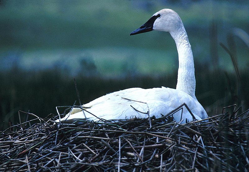 File:Trumpeter swan on nest, Yellowstone National Park (42ba6e08-3244-48b3-9dd2-9483032ebd41).jpg