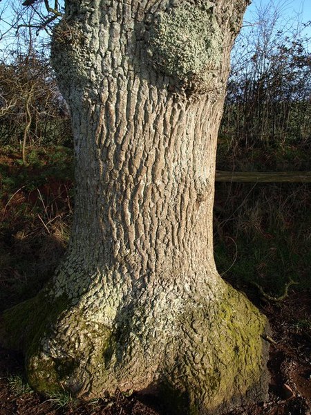 File:Trunk of oak by the footpath - geograph.org.uk - 1737339.jpg