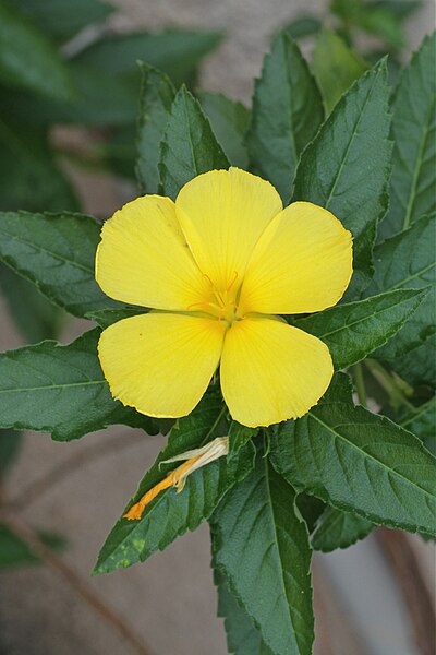 File:Turnera ulmifolia (Passifloraceae - Turneraceae) (24444421225).jpg