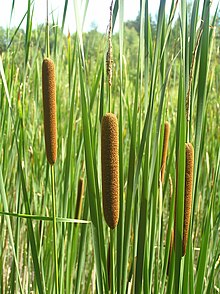 Typha angustifolia2.JPG