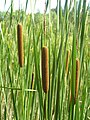 Typha angustifolia2.JPG