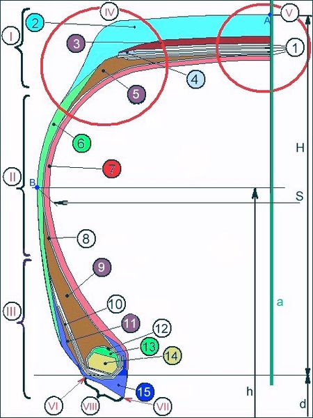 File:TyreSection.jpg