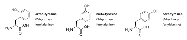 Drie isomeren van tyrosine, gevormd door enzymatische oxidatie of hydroxylering
