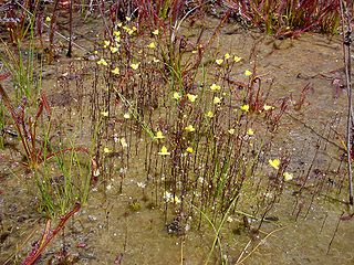 <i>Utricularia <span style="font-style:normal;">sect.</span> Avesicaria</i> Group of carnivorous plants