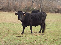 Vaca avileña negra ibérica.JPG