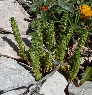 <i>Valantia muralis</i> Species of plant