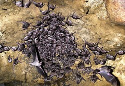 Bats in the Cueva del Río Shatuca