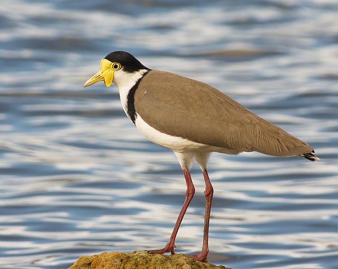 Masked Lapwing (Vanellus miles novaehollandiae)