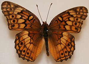 Variegated Fritillary, Megan McCarty83.jpg