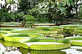 Victoria amazonica and Victoria cruziana