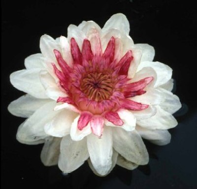 Flower of Victoria cruziana, Santa Cruz water lily