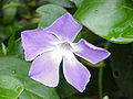 Large Periwinkle (Vinca major) flower