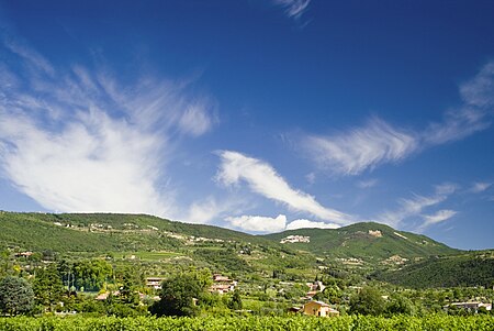 Vineyards in Valpolicella