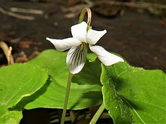 上弁は反り返り、唇弁に紫色のすじが入る。花柱はカマキリの頭形になる。