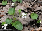 Viola macloskeyi, or small white violet