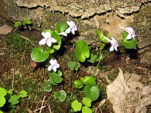 Viola rostrata.jpg