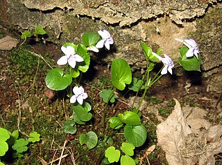 <i>Viola rostrata</i> Species of flowering plant