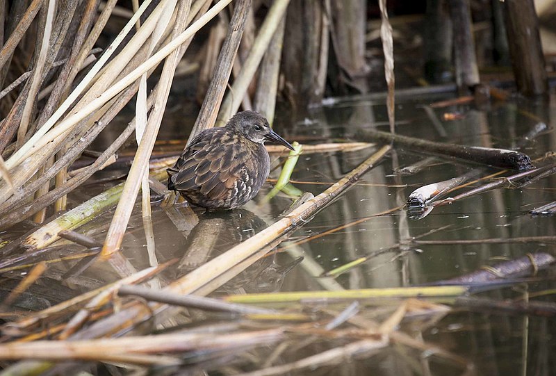 File:Virginia Rail at Cokeville Meadows NWR (21443153495).jpg