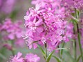 Gewöhnliche Pechnelke (Lychnis viscaria), Blüten