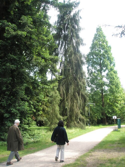 The pinetum section at RHS Wisley