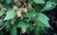 Vitis riparia (USDA).jpg