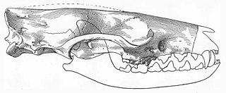 <i>Viverravus</i> Extinct genus of mammals