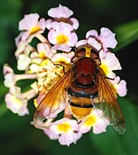   Female Volucella zonaria (Syrphidae)