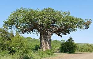 Baobab Africain: Étymologie, Description, Distribution