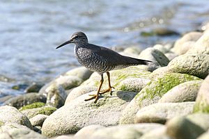 Wandering Tattler.jpg