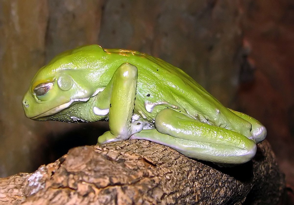 What are hallucinogenic frogs?