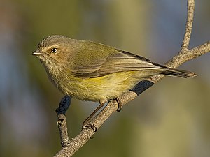 Weebill Smicrornis brevirostris) 12 September 2015 Cropped.jpg