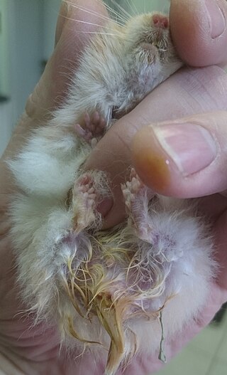 <span class="mw-page-title-main">Wet-tail</span> Disease of hamsters