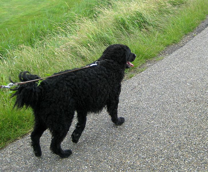 File:Wetterhond Slachtemarathon 2008.jpg