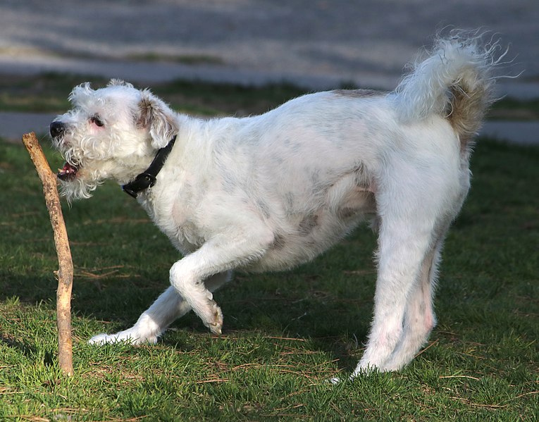 File:Wheaten Terrier 04.jpg