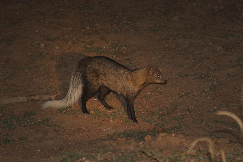 Fitxer:White-tailed mongoose (Ichneumia albicauda).JPG
