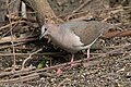 White-tipped Dove National Butterfly Center Mission TX 2018-02-28 15-39-32 (40620764122).jpg