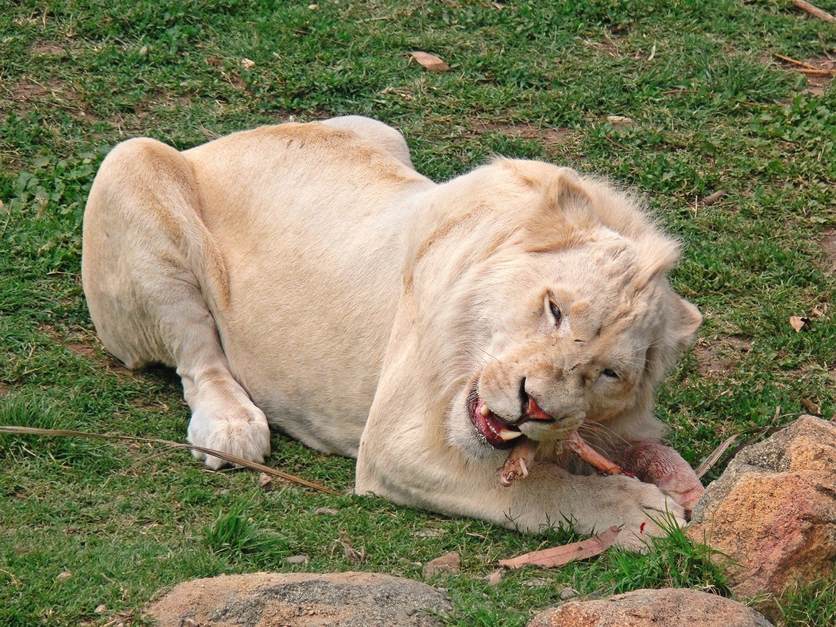 baby white lion with blue eyes