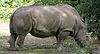 Weißes Nashorn im Henry-Doorly-Zoo