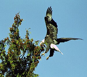 Solo Bald Eagle