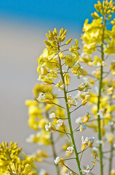 File:Wild Mustard.jpg