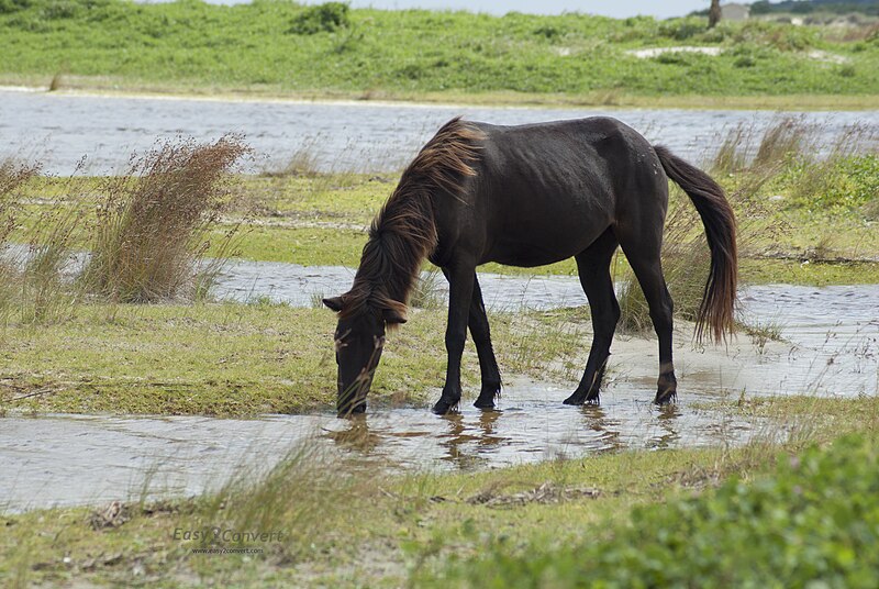 File:Wild mare on Shackeford Banks NC by Bonnie Gruenberg.jpg