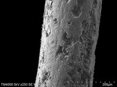 Mamut fedőszőrének pásztázó elektronmikroszkópos képe