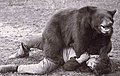 WrestingWithaBear.jpg