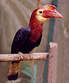 Rufous-headed hornbill