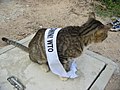 Anti-WTO cat in Victoria Park