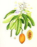 Thumbnail for Xanthophyllum fragrans