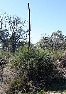 <i>Xanthorrhoea preissii</i> Species of flowering plant